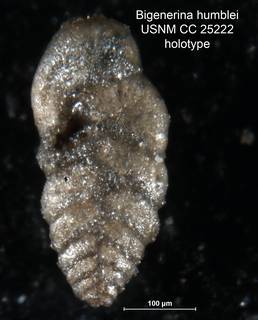 To NMNH Paleobiology Collection (Bigenerina humblei CC25222 holo)