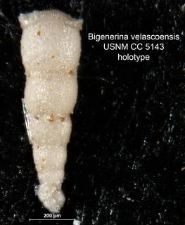 To NMNH Paleobiology Collection (Bigenerina velascoensis CC5143 holo)