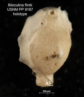 To NMNH Paleobiology Collection (Biloculina flintii PP9167 holo)