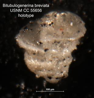 To NMNH Paleobiology Collection (Bitubulogenerina breviata CC55656 holo)