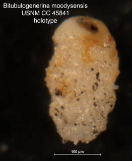 To NMNH Paleobiology Collection (Bitubulogenerina moodysensis CC45841 holo)
