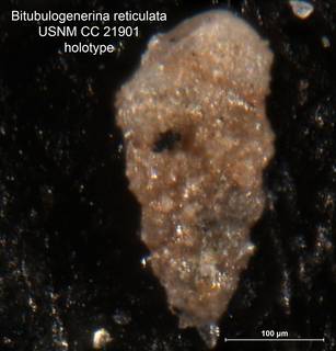 To NMNH Paleobiology Collection (Bitubulogenerina reticulata CC21901 holo)