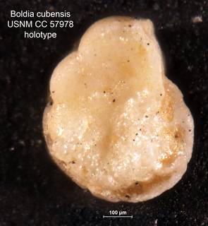 To NMNH Paleobiology Collection (Boldia cubensis CC57978 holo 1)