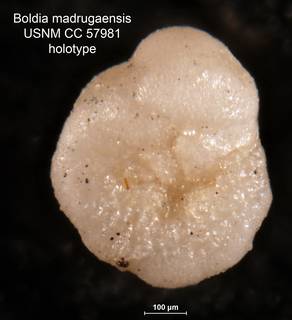 To NMNH Paleobiology Collection (Boldia madrugaensis CC57981 holo 2)