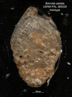 To NMNH Paleobiology Collection (Bolivina caelata PAL369329 holo)