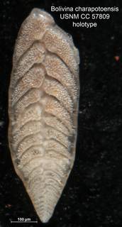 To NMNH Paleobiology Collection (Bolivina charapotoensis CC57809 holo)