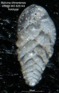 To NMNH Paleobiology Collection (Bolivina chinenensis MO625143 holo)