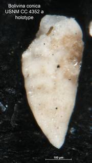 To NMNH Paleobiology Collection (Bolivina conica CC4352A holo)