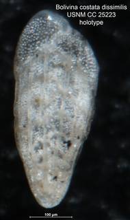 To NMNH Paleobiology Collection (Bolivina costata var dissimilis CC25223 holo)