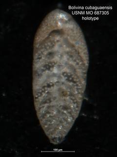 To NMNH Paleobiology Collection (Bolivina cubaguaensis MO687305 holo)