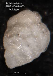 To NMNH Paleobiology Collection (Bolivina densa MO624063 holo)