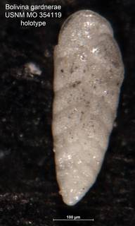 To NMNH Paleobiology Collection (Bolivina gardnerae MO354119 holo)