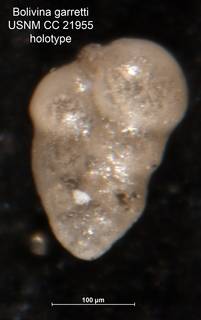 To NMNH Paleobiology Collection (Bolivina garretti CC21955 holo)