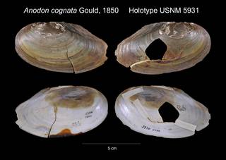 To NMNH Extant Collection (Anodon cognata Holotype USNM 5931)