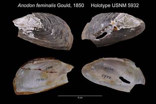To NMNH Extant Collection (Anodon feminalis Holotype USNM 5932)