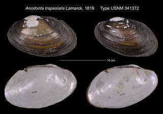 To NMNH Extant Collection (Anodonta trapesialis Type USNM 341372)