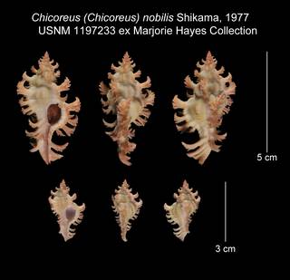 To NMNH Extant Collection (Chicoreus (Chicoreus) nobilis USNM 1197233)