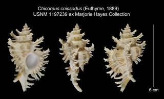 To NMNH Extant Collection (Chicoreus cnissodus USNM 1197239)