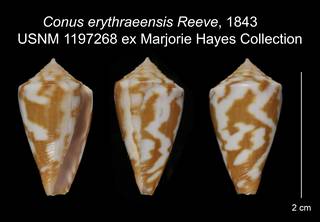To NMNH Extant Collection (Conus erythraeensis USNM 1197268)