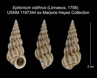 To NMNH Extant Collection (Epitonium clathrus USNM 1197344)