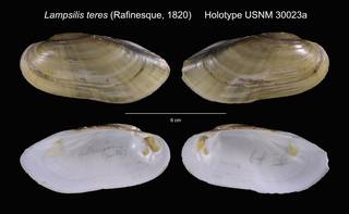 To NMNH Extant Collection (Lampsilis teres Holotype USNM 30023a)