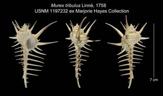 To NMNH Extant Collection (Murex tribulus USNM 1197232)