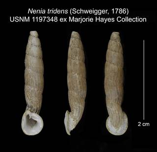 To NMNH Extant Collection (Nenia tridens USNM 1197348)