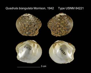 To NMNH Extant Collection (Quadrula biangulata Type USNM 84221)