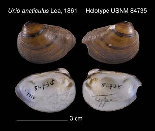 To NMNH Extant Collection (Unio anaticulus Holotype USNM 84735)