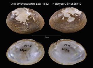 To NMNH Extant Collection (Unio arkansasensis Holotype USNM 25710)