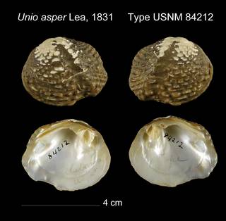 To NMNH Extant Collection (Unio asper Type USNM 84212)