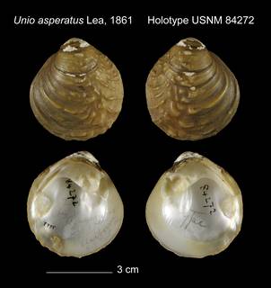 To NMNH Extant Collection (Unio asperatus Holotype USNM 84272)