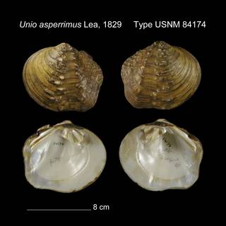 To NMNH Extant Collection (Unio asperrimus Type USNM 84174)