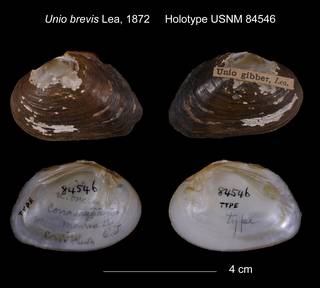 To NMNH Extant Collection (Unio brevis Holotype USNM 84546)