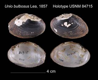 To NMNH Extant Collection (Unio bulbosus Holotype USNM 84715)
