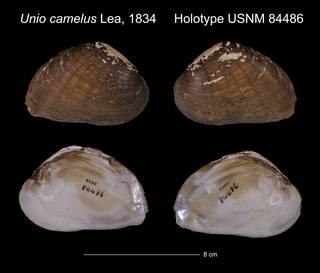 To NMNH Extant Collection (Unio camelus Holotype USNM 84486)