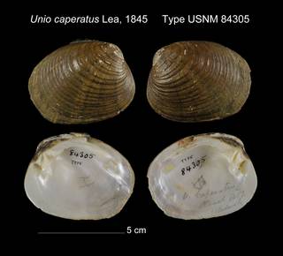 To NMNH Extant Collection (Unio caperatus Type USNM 84305)
