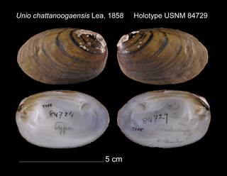 To NMNH Extant Collection (Unio chattanoogaensis Holotype USNM 84729)