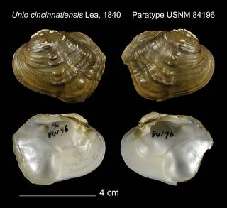 To NMNH Extant Collection (Unio cincinnatiensis Paratype USNM 84196)