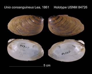 To NMNH Extant Collection (Unio consanguineus Holotype USNM 84726)