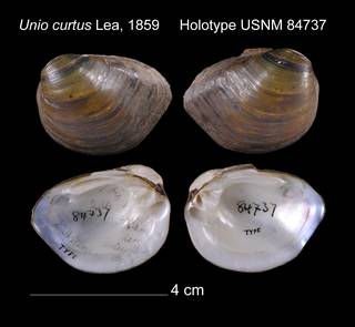 To NMNH Extant Collection (Unio curtus Holotype USNM 84737)
