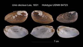 To NMNH Extant Collection (Unio decisus Holotype USNM 84723)