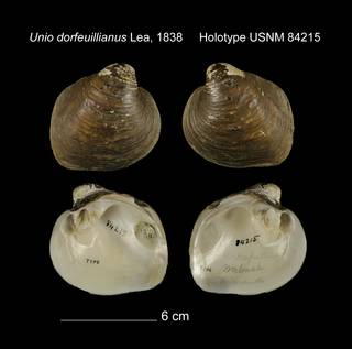 To NMNH Extant Collection (Unio dorfeuillianus Holotype USNM 84215)