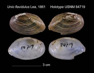 To NMNH Extant Collection (Unio flavidulus Holotype USNM 84719)