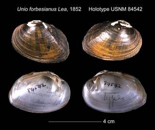 To NMNH Extant Collection (Unio forbesianus Holotype USNM 84542)