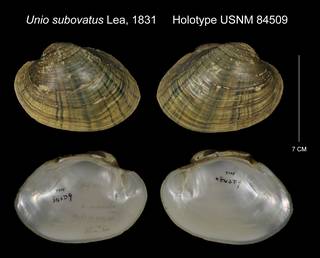 To NMNH Extant Collection (Unio gastonensis Holotype USNM 85409)