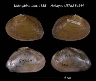 To NMNH Extant Collection (Unio gibber Holotype USNM 84544)