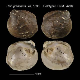 To NMNH Extant Collection (Unio graniferus Holotype USNM 84296)