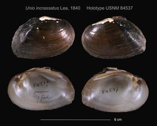 To NMNH Extant Collection (Unio incrassatus Holotype USNM 84537)