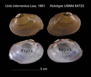 To NMNH Extant Collection (Unio interventus Holotype USNM 84722)